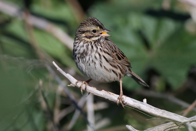 Savannah Sparrow 011109 113.jpg